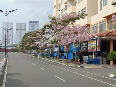 Batam Bermekaran, Tabebuya Jadi Spot Foto Favorit Warga