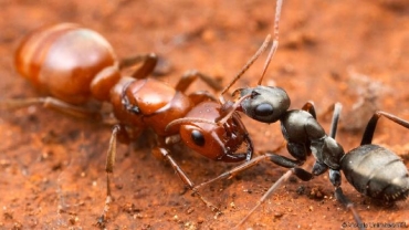 Jamur Mematikan Ciptakan Semut Zombie Sebelum Bunuh Diri.